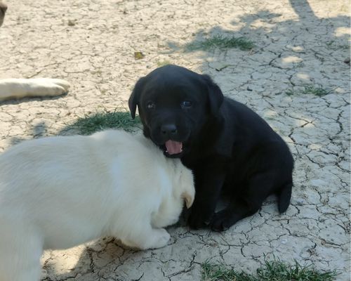 Cuccioli di Labrador