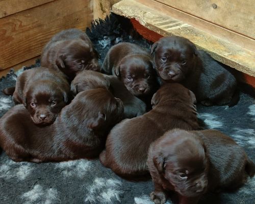 Cuccioli di Labrador