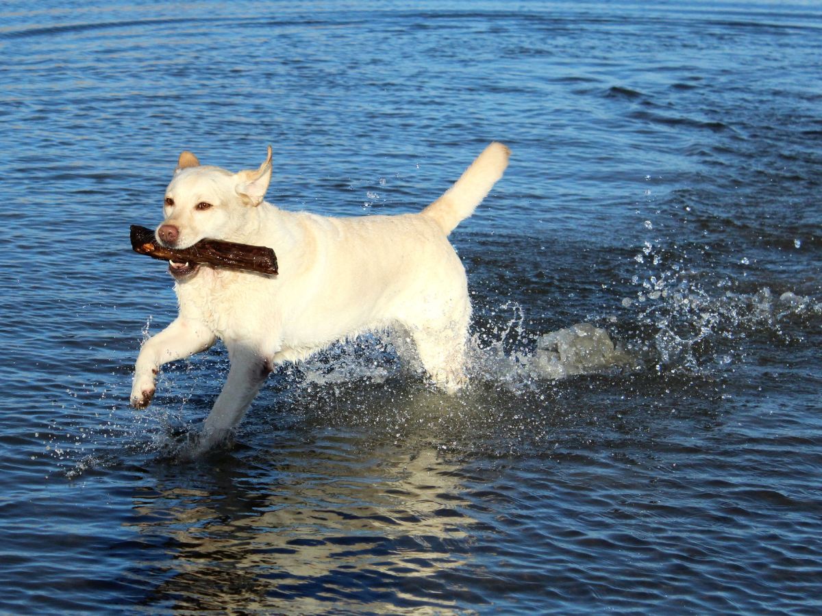Allevamento cuccioli di labrador