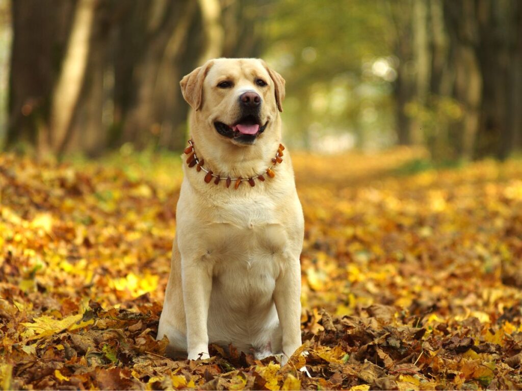 Allevamento labrador Abruzzo