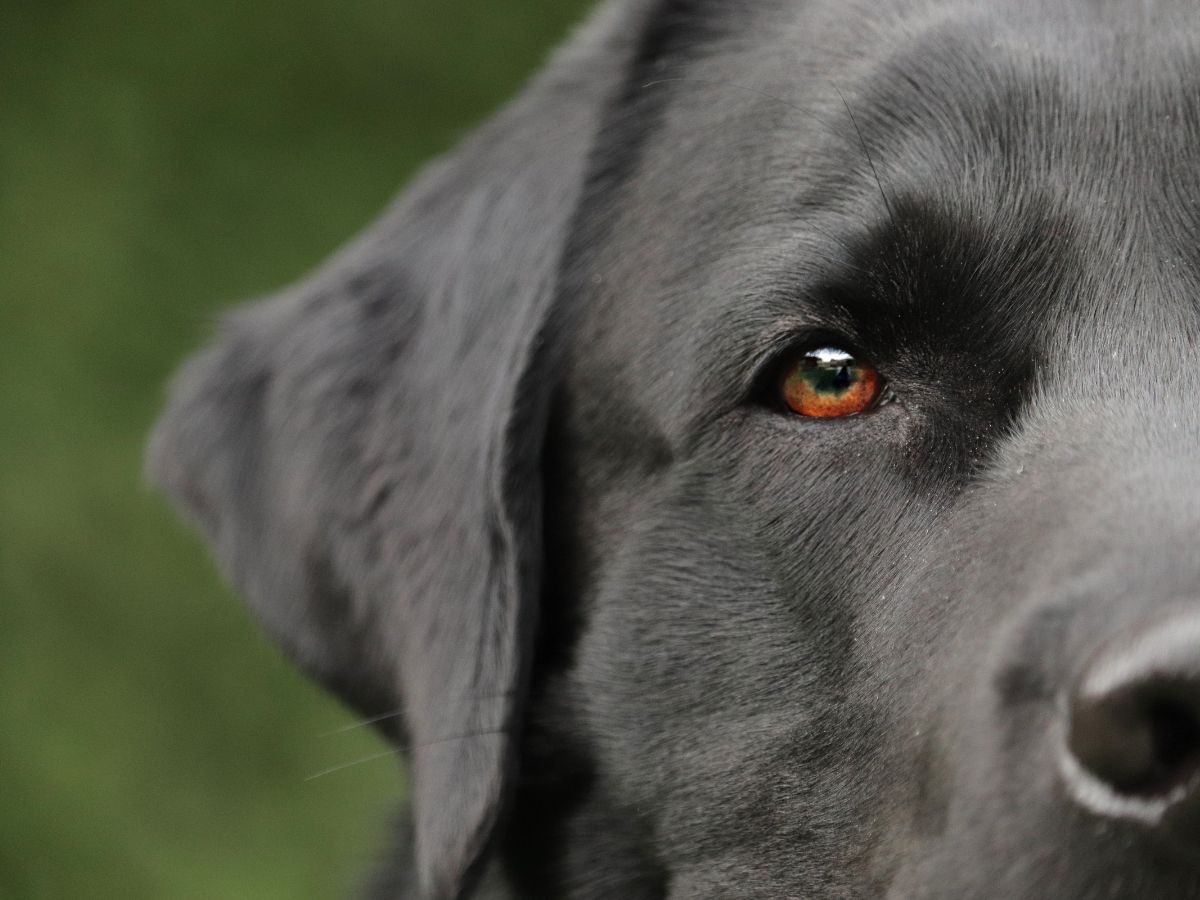 Cuccioli di labrador vendita