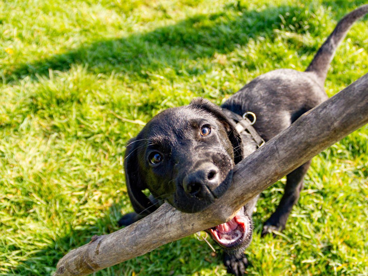 Vendita cuccioli di labrador