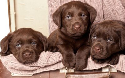 Allevamento labrador Bologna