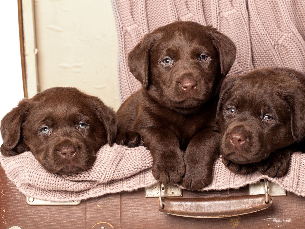 Allevamento labrador Bologna