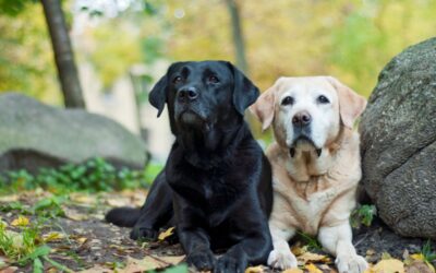 Allevamento labrador Perugia