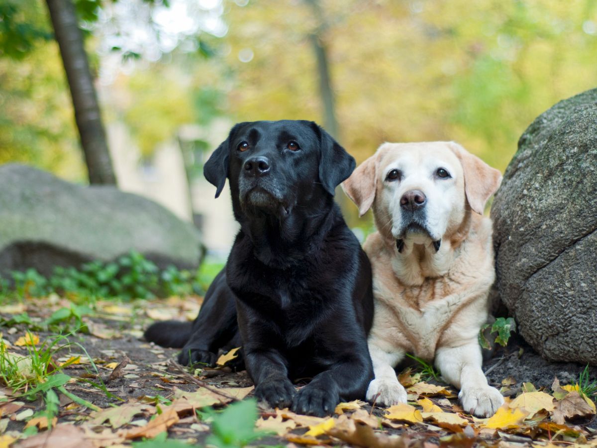 Allevamento labrador Perugia