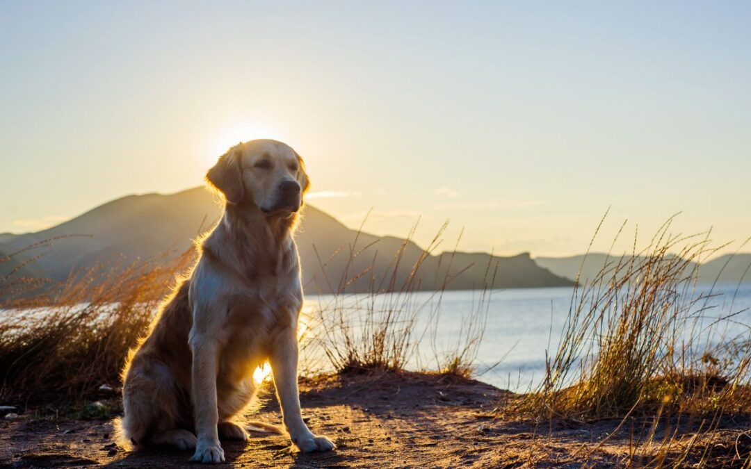 Dove acquistare labrador in Emilia Romagna