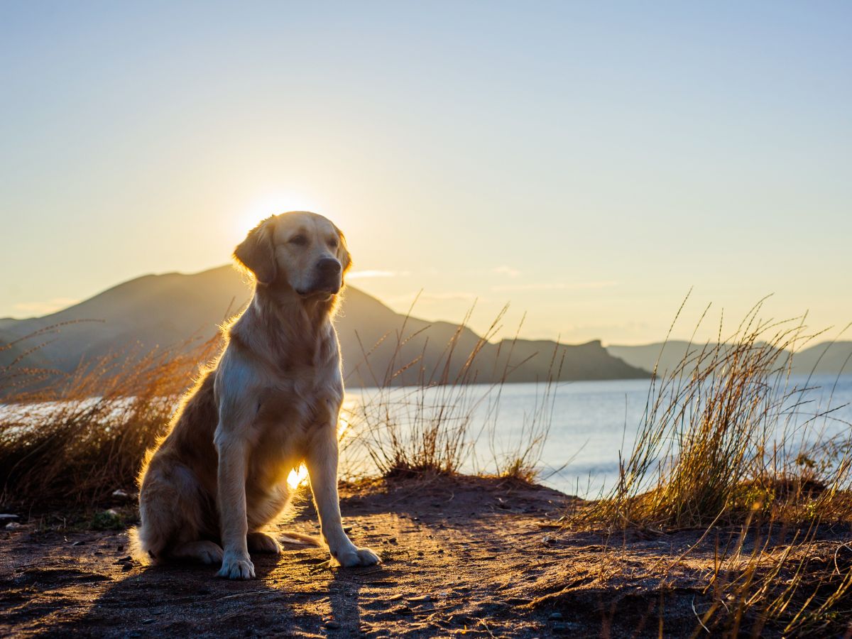 Dove acquistare labrador in Emilia Romagna