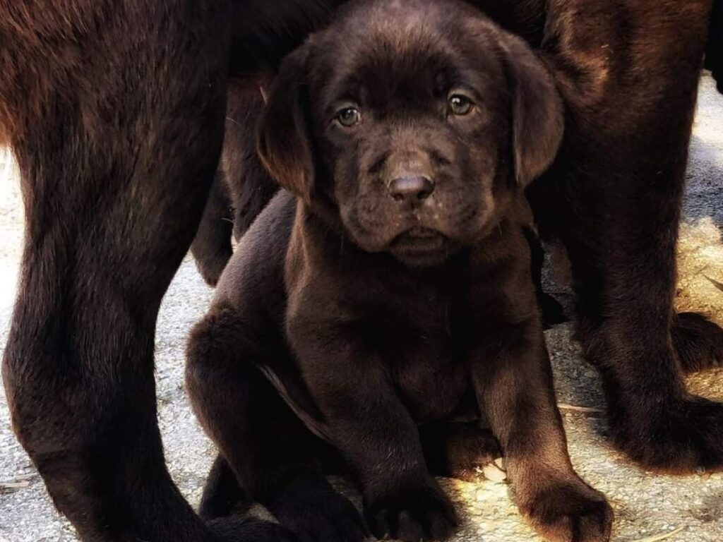 Miglior allevamento labrador nelle Marche