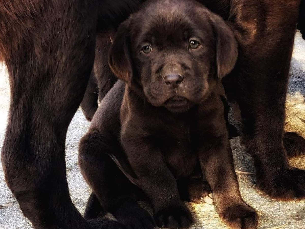 Miglior allevamento labrador nelle Marche