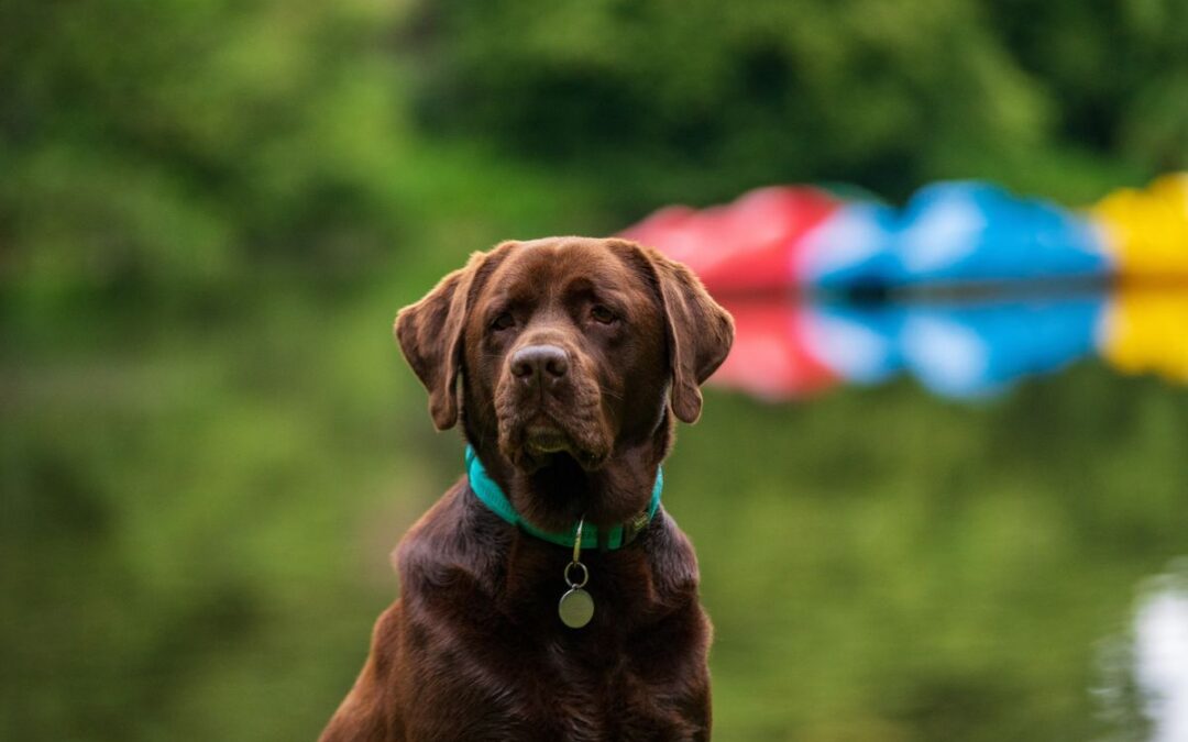 Allevamento labrador Pescara