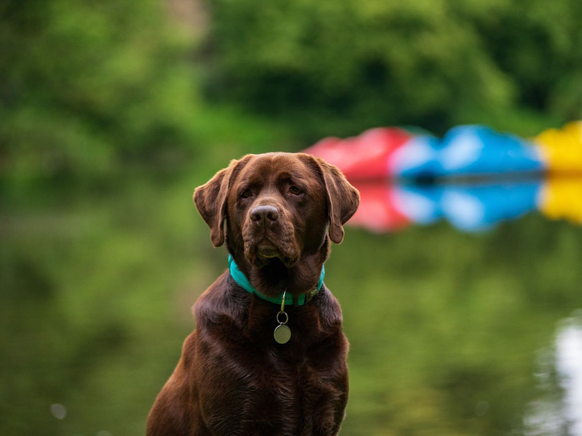 Allevamento labrador Pescara