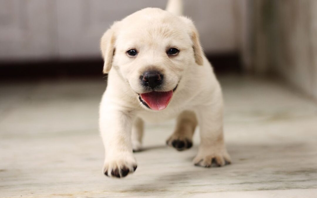 Allevamento labrador Umbria