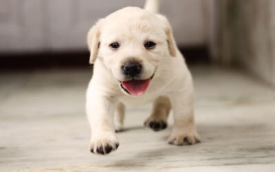 Allevamento labrador Umbria