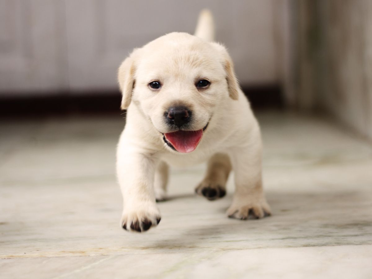 Allevamento labrador Umbria